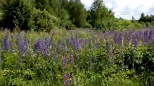 Аист на дороге