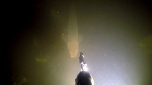 Ночная подводная охота на Финском заливе.