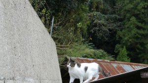 Cat Jumping in Slow Motion - Ninja Cat