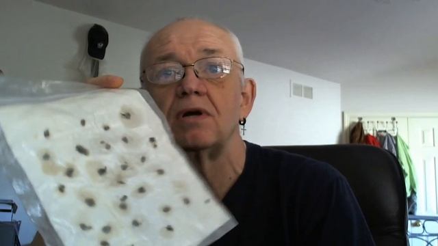 Как выращивать розы из семян - серия 1 смотреть онлайн