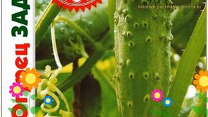 Огурец партенокарпический Задавака F1. Краткий обзор, описание cucumis sativus Zadavaka F1
