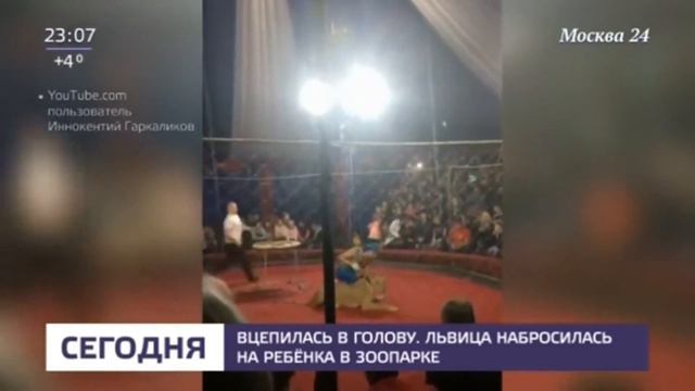Львица набросилась на ребенка в цирке шапито смотреть онлайн