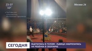 Львица набросилась на ребенка в цирке шапито