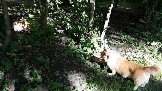 Лаки (5,5 лет) и Устинья (4,5 года) проводят время вместе на прогулке смотреть онлайн