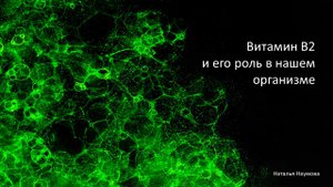 Витамин В2 и его роль в нашем организме