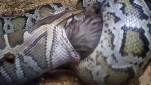 ПИТОН.,, Ест крысу