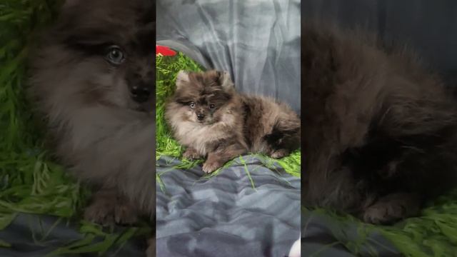 Шпиц мальчик Мерле смотреть онлайн