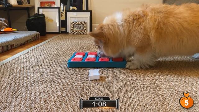 Maxine VS. The Dog Brick | Product Review #1 смотреть онлайн