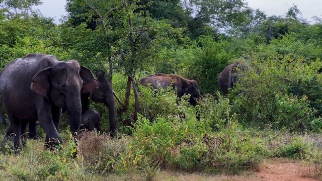 ШРИ-ЛАНКА 2022 | 4K | САФАРИ | СЛОНЫ | ПУТЕШЕСТВИЕ В ЦЕНТР | АЗИЯ |ЖИЛЬЕ | ЖИВОТНЫЕ ШРИ-ЛАНКИ смотреть онлайн