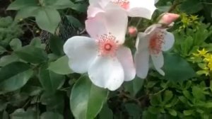 Роза " Астрономия" июнь 2014