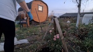 Как укрывать розу на зиму в Сибири.
