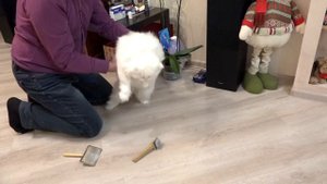 Чешу персидского кота.