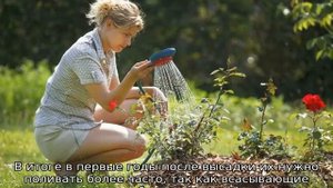 Как часто поливать розы