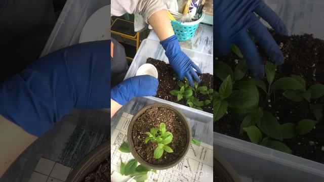 Черенкование 🌱комбинированным и зелёным черенком 🪴🌸🌺