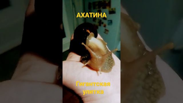 Самый большой сухопутный моллюск. Ахатина.