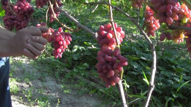 @Виноград 2018. Виноград Богема на Полтавщине смотреть онлайн