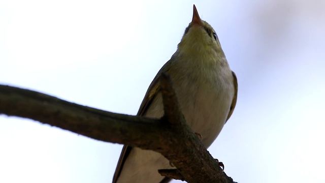 Песни пеночки-трещотки. Phylloscopus sibilatrix. Птицы Беларуси.