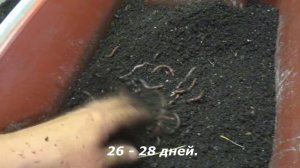 Как я выращиваю Дендробену.