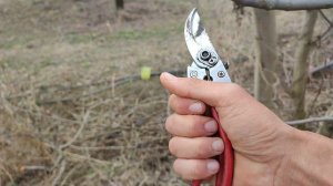 Как пользоваться секатором✂️