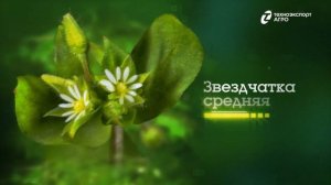 Высокоэффективный послевсходовый гербицид Грант, ВРК - Зеленый Магазин