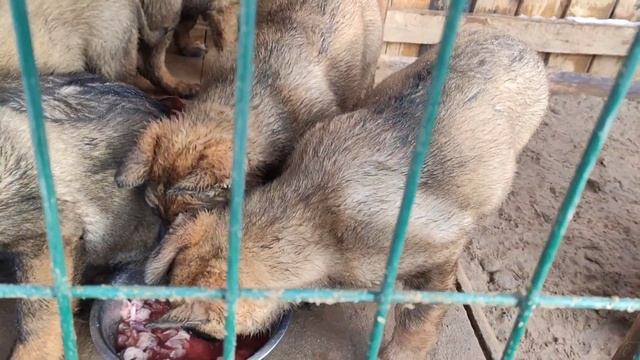 Щенки немецкой овчарки питомника Вон Хаус Бусидо смотреть онлайн