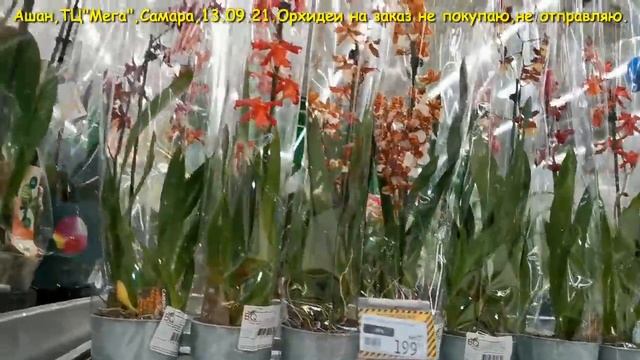 ОРХИДЕИ в АШАНЕ ТЦ "Мега",13.09.21,Самара. смотреть онлайн