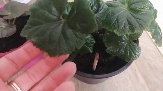 КОМНАТНЫЕ РАСТЕНИЯ. БЕГОНИИ НЕПРИХОТЛИВЫЕ И КАПРИЗНЫЕ В МОЕЙ КОЛЛЕКЦИИ. смотреть онлайн