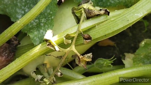Славянск.22.09.22 Утречко нового дня. Число красивое смотреть онлайн