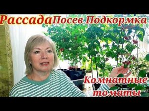 Рассада Посевы Подкормки. КОМНАТНЫЕ ТОМАТЫ Каменный цветок и Балконное чудо