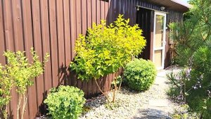 Загородный Участок 10 Соток. Садовые Травы и Злаки в Дизайне Сада #garden #сад #злаки