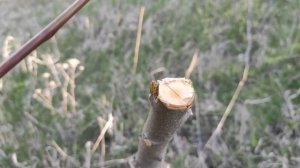 ?Три САМЫХ ПРОСТЫХ способа. Весенняя прививка плодовых ???