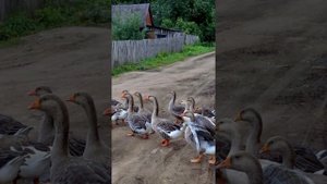 Сергей Беликов песня "Снится мне деревня".