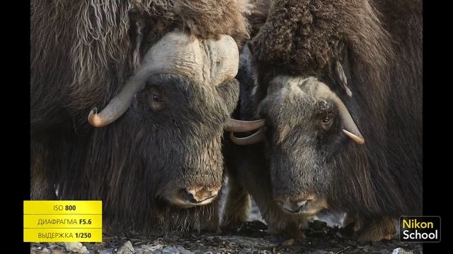 Фотоэкспедиция с Сергеем Горшковым | Остров Врангеля 16+ смотреть онлайн