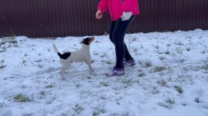 Играем и пробуем дрессировать американского той фокстерьера / Training american toy fox terrier