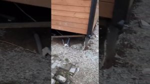 Часть 1 (первая) Каркасный дом на сваях железных качается хрустит при ветре.