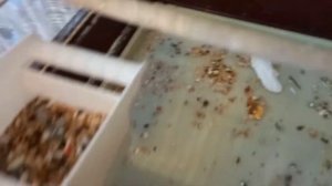 корелла уход и содержание