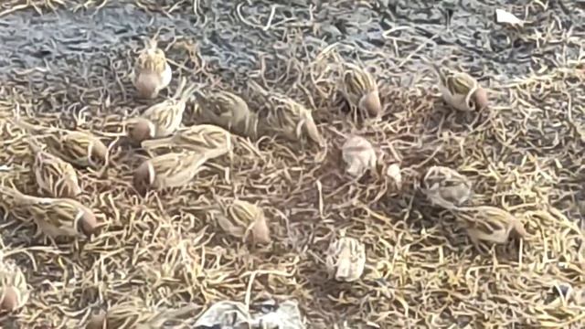 Воробьи расчирикались смотреть онлайн