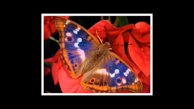 День бабочки