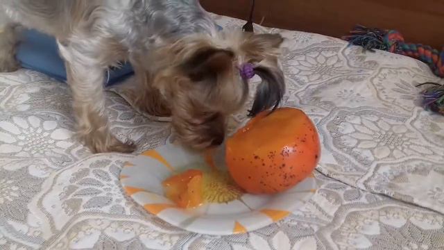 Йола и хурма смотреть онлайн