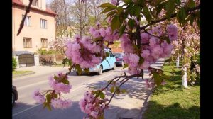 "ВЕСЕННЯЯ СКАЗКА" (Ужгород в апреле) - Фото Сергея Мырдина (Ужгород)