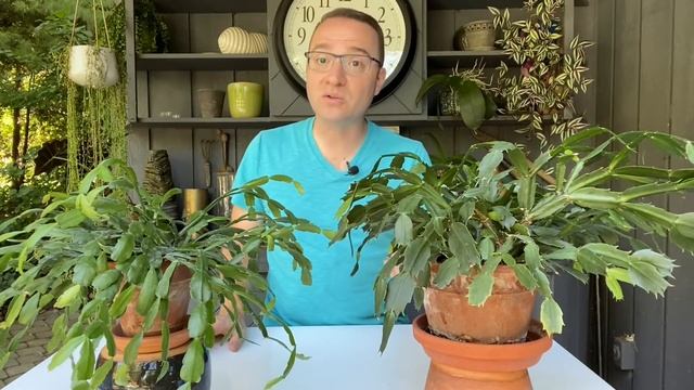 Christmas Cactus or Thanksgiving Cactus WONT FLOWER??? Here is what to do!