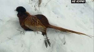 Охота на фазана. Охота на фазана с легавыми - 2021г