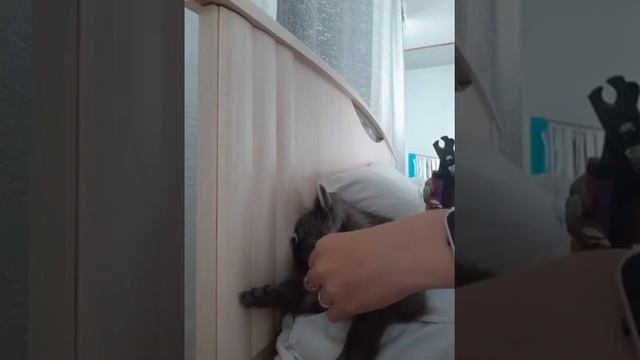 Маленький енот. Как стричь ногти еноту? How to cut the nails of a raccoon?