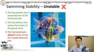 Why Goldfish Swim Head-Down? Body Shape Stability Analysis | 金鱼载头👉