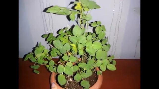 Комнатная роза зимний уход. Как выглядит моя роза зимой смотреть онлайн