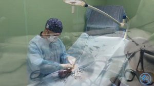 Пиометра у собаки