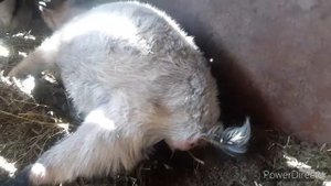 Окот козы/загадка)))