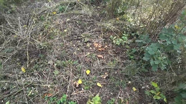 VLOG ПОХОД В ЛЕС ПО ГРИБЫ / СОБИРАЕМ ОПЯТА смотреть онлайн