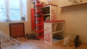 Берем кота на дачу! | Готов ли кот? | Советы по перевозке