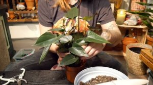 Saving Anthurium from root rot, repotting Alocasia Pink Dragon and more. Mass repot Part 1